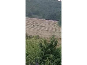 Bursa’da Yıllar Sonra Bir Vaşak Kayda Alındı