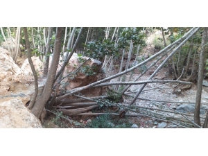 Dev Kaya Kütlesi Onlarca Ağacı Kökünden Kopardı