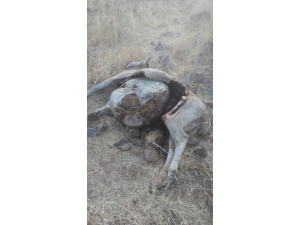 Aç Kalan Çakallar Sürülere Saldırıyor