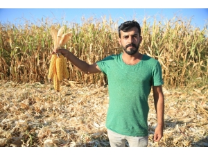 Batman’da İlk Mısır Hasadı Başladı