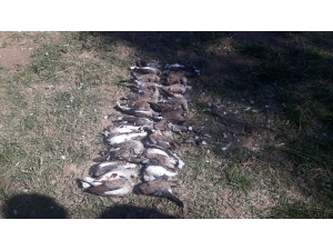 Çorum’da Kaçak Avcılara Ceza Yağdı