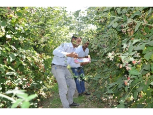 Batman’da Devlet Destek Verdi Böğürtlen Üretimi Tavan Yaptı
