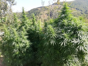 Samsun’da Jandarmadan Uyuşturucu Operasyonu