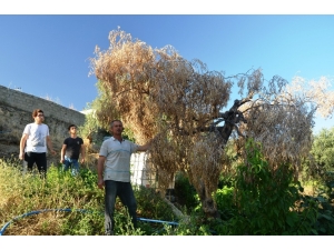 Bafa Gölü Bölgesinde Zeytin Ağaçları Kuruyor