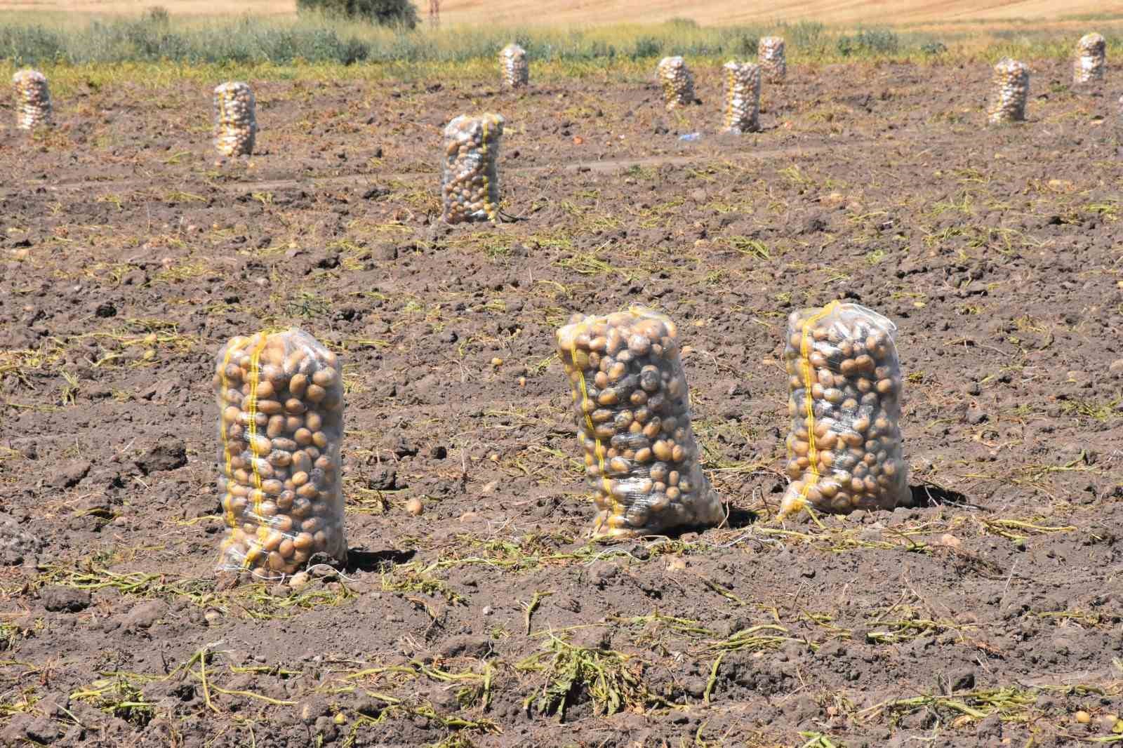 patates-uretiminde-turkiye-nin-lokomotiflerinden-sandikli-da-hasat-donemi-basladi