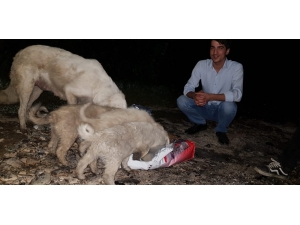 Mhp’li Gençler Sokak Hayvanlarına Sahip Çıktı