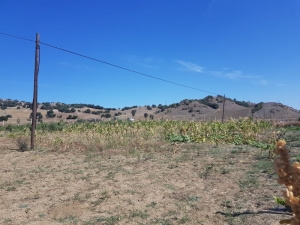 Sungurlu’da Telefon Kablolarını Çaldılar