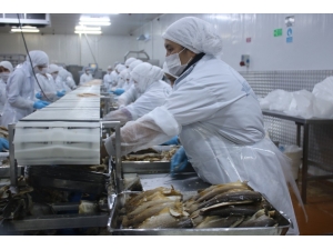 Denizli’den Dünyanın 80 Ülkesine Yıllık 6 Bin Ton Tütsülenmiş Balık Gönderiyorlar