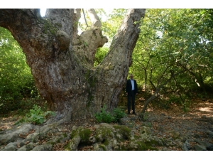 Bursa’da Bin 100 Yıllık Çınar Ağacı Bulundu
