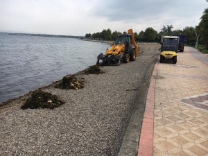 Kocaeli Sahillerinden 53 Ton Yosun Toplandı