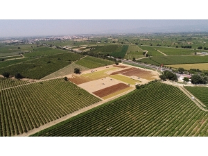 Manisa Ovaları Sergideki Üzümlerle Rengarenk Oldu