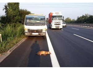 Tem’de, Çekicinin Çarptığı Tilki Telef Oldu