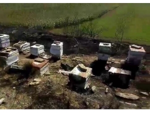 Tekirdağ’da 40 Sandık Arı Kovanı Yandı