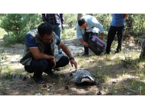 Domaniç’te Nesli Tükenme Tehlikesi Altında Olan Porsuk Bulundu
