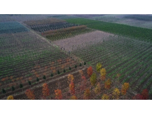 Büyükşehir, 125 Hektar Alanda Yerli Fidan Üretiliyor
