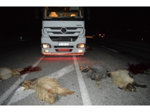 Adilcevaz’da Tır Sürüye Çarptı