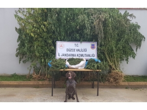 Fındık Bahçesinde 8 Kilogram Esrar İle 58 Kök Kenevir Ele Geçirildi