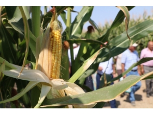 Konya’da 6 Çeşit Yerli Mısır Tohumu Çiftçiye Tanıtıldı