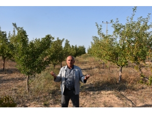 Aksaray’da Yeraltı Su Kaynaklarının Çekilmesi Ağaçların Kurumasını Neden Oluyor