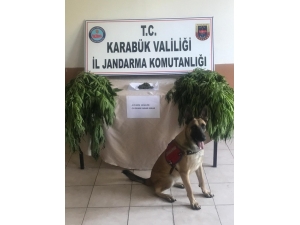 Karabük’te Uyuşturucu Operasyonu