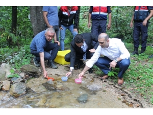 4 Bin Alabalık Yavrusu Suyla Buluştu