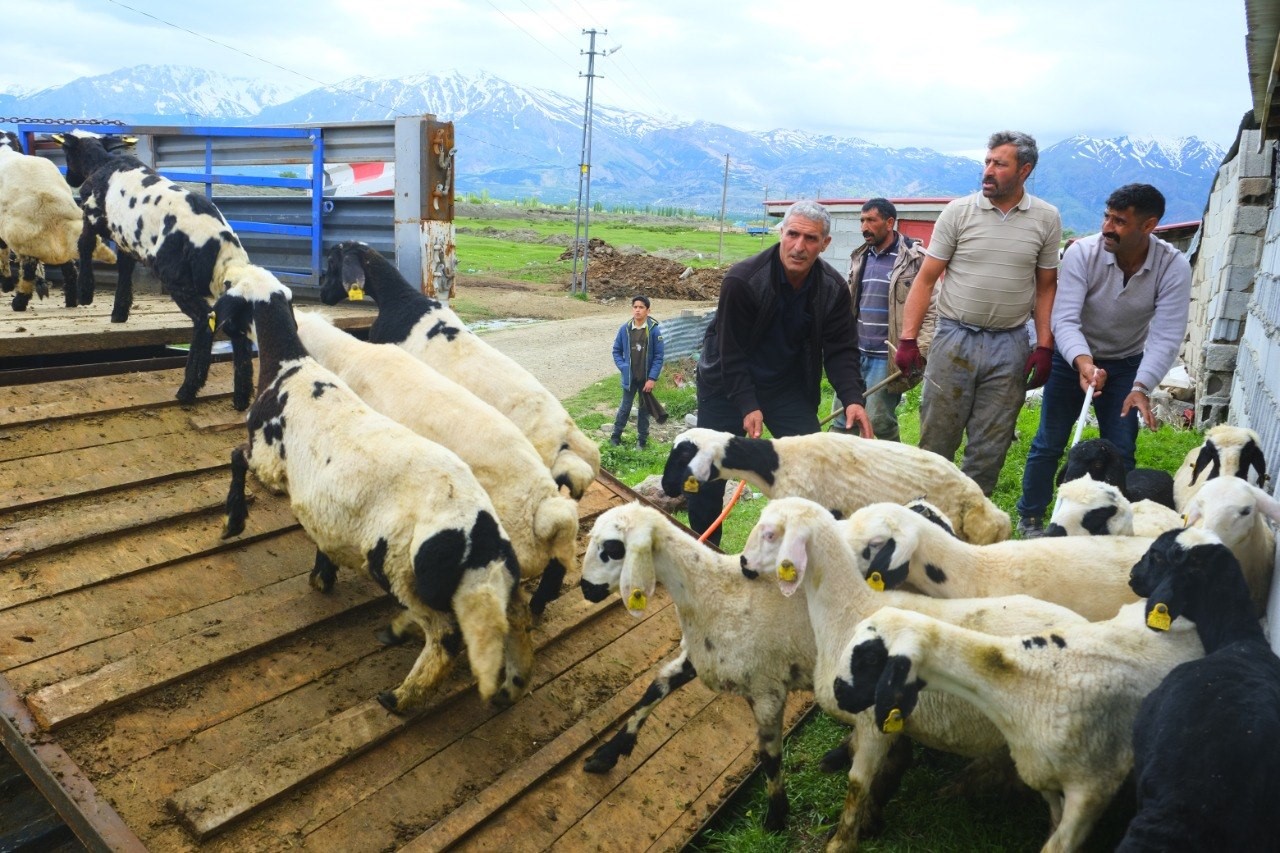 erzincan-da-tulum-peyniri-icin-zorlu-yayla-yolculugu-basladi