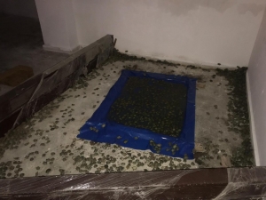 Sınır Kapısında 2 Bin 500 Kaplumbağa Ele Geçirildi