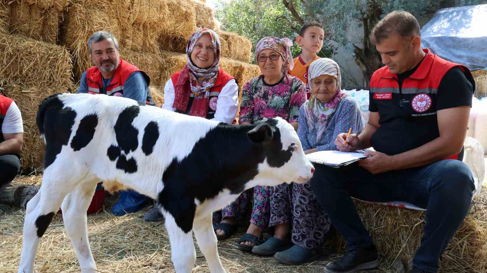 mugla-da-yeni-dogan-buzagi-seferberligi