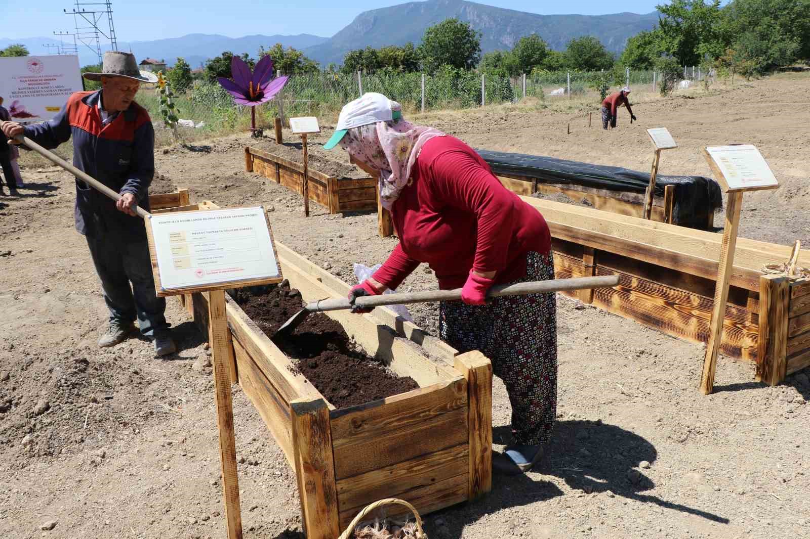 dunyanin-en-pahali-baharati-kostebeklerden-korunacak