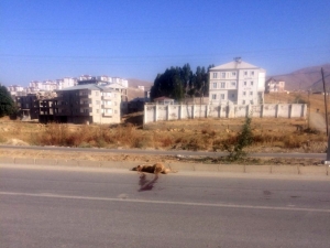 Yüksekova’da Aracın Çarptığı Köpek Telef Oldu
