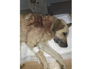 Mahallenin Baktığı Sokak Köpeğini Tüfekle Vurdular