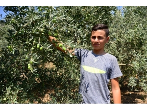 Dağı Taşı Zeytin Bahçesine Çevirdiler, Rekor Üretim Bekliyorlar