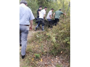 Ceviz Ağacından Düşen Yaşlı Kadın Hayatını Kaybetti