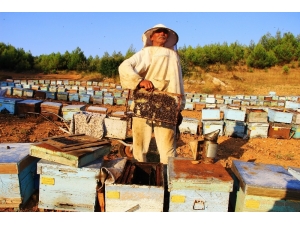 Arılar Dünyasında Savaş Başladı