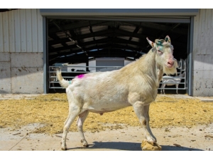 Türkiye’nin En Modern Keçi Çiftliği İzmir’de Kuruldu