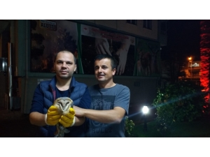 Yaralı Peçeli Baykuş Tedavi Altında