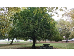 Ağaçların Kardeşliği