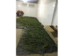 Manisa’da 23 Kilo Esrar Ele Geçirildi