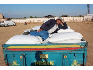 Tmo Kuru Üzüm Alımlarına Başladı