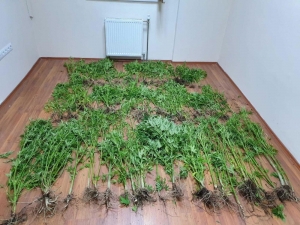 Bitlis’ta Uyuşturucu Operasyonu