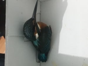 Yaralı Yalı Çapkını Tedavi Edildi