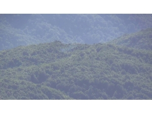 Şenyayla Bölgesinde Terör Operasyonu