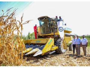 Bölgenin İlk Mısır Hasadı Gerçekleşti