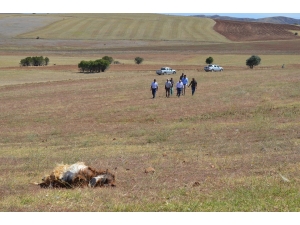 Kırıkkale’de Kurtlar 15 Koyunu Telef Etti