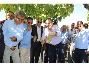 Silifke’de Bin 800 Rakımda Sofralık Üzüm Hasadı Başladı