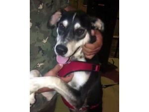 Köpeği Tekmeleyen Adam Gözaltına Alındı