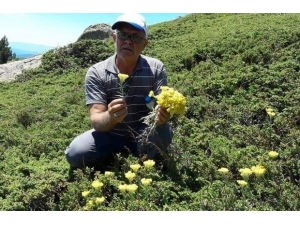 Bu Ot Yılda Sadece Bir Ay Yetişiyor
