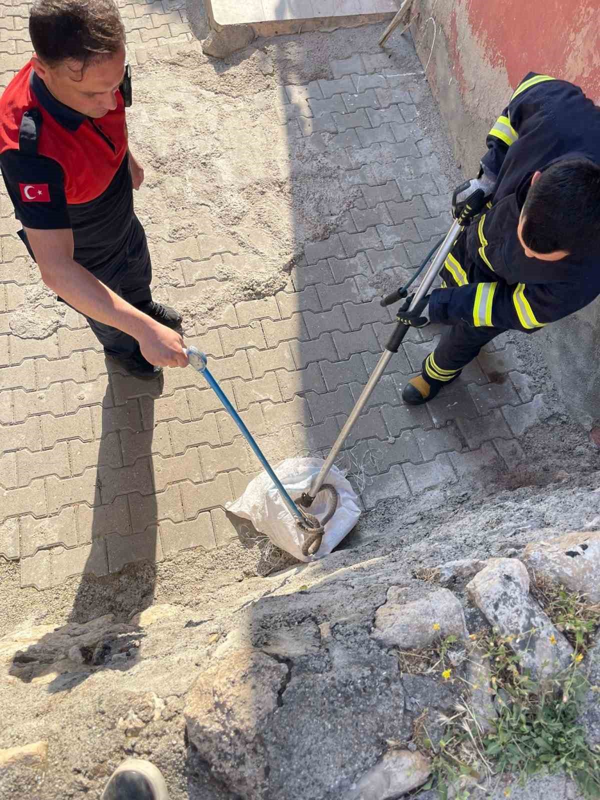 siirt-te-1-bucuk-metrelik-yilan-evin-bahcesinden-cikti