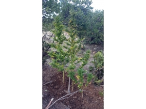 Ektiği Kenevirleri Çapalarken Yakalandı