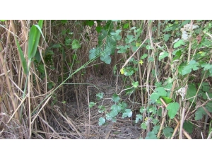 Zehir Tacirleri Kamu Arazisine Kenevir Ekmiş